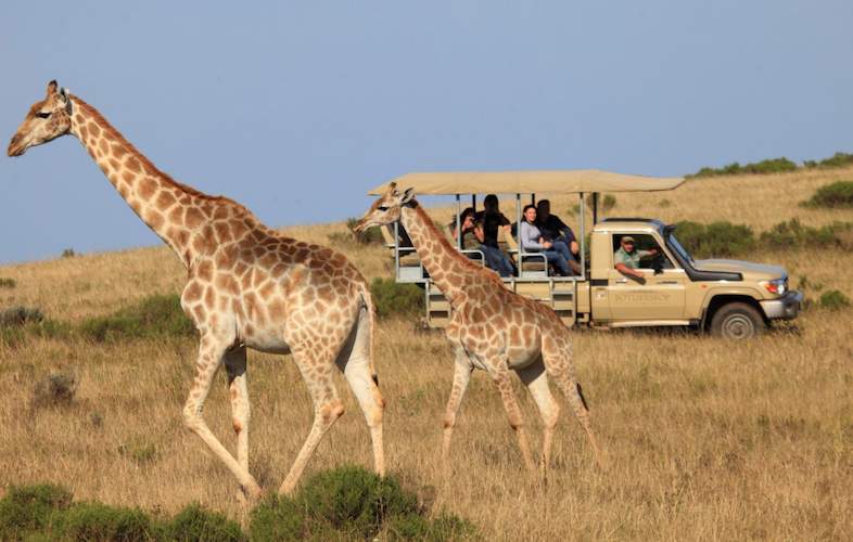 Day 4: Cape Town - Botlierskop Game Reserve